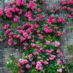Ruža popínavá (Rosa rampicante) ´LEONARDO DA VINCI®´ - výška 80-120 cm, kont. C5L